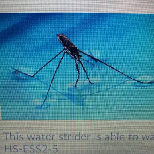 This water strider is able to walk on the water because of which property of water?

A.) universal
