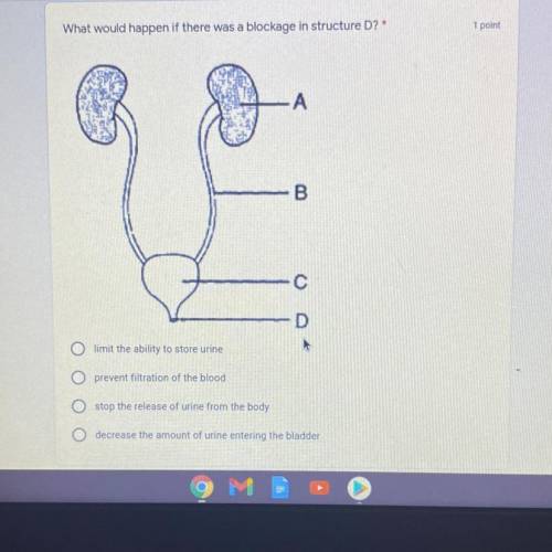 What would happen if there’s a blockage in the urethra? aka structure D