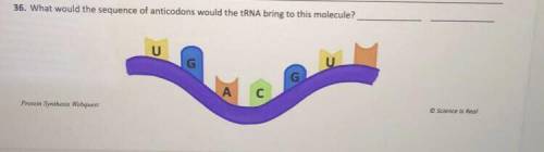 What would the sequence of anticodons would the tRNA bring to this molecule?