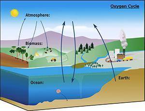 What part of the oxygen cycle is missing from this diagram?

A. Weathering causes the release of o