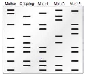 Using Figure 2, who is the father of the offspring? *
Male 1
Male 2
Male 3