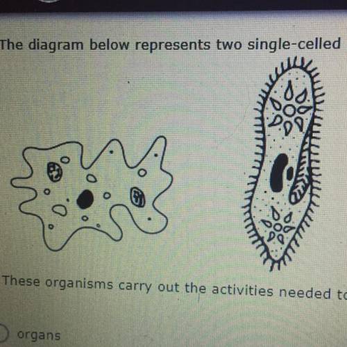 11. The diagram below represents two single-celled organisms.

These organisms carry out the activ