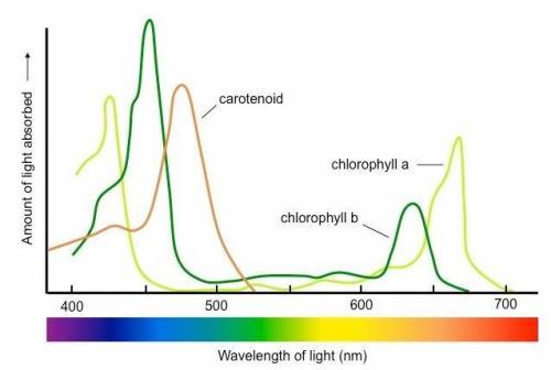 Which color and wavelength of light does chlorophyll b absorb best?

a. About 640 nm and yellowish