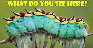 Do you see a caterpiller or a set of birds

Explain your reason for you belief on Caterpiller or B