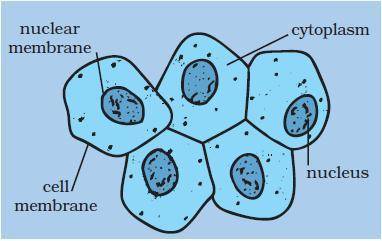 1. How can the structures identified in the cheek cell be used to distinguish between living and no