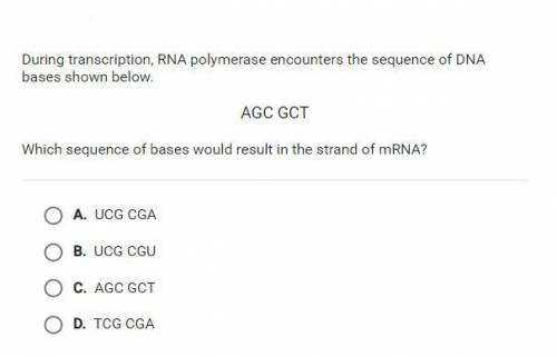 Which sequence of bases would result in the strand of mRNA?