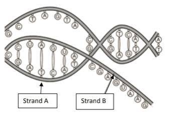 The diagram below is a model of the process of transcription.

What is the purpose of strand B? 
a