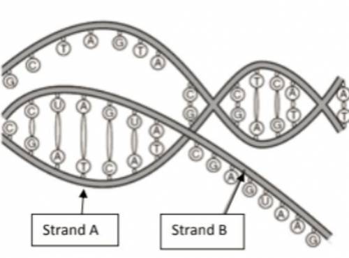 What is the purpose of strand B?

a.) To act as a template for the synthesis of messenger RNA 
b.)