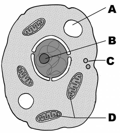 What structure is represented by the letter C?

Choose 1 
(Choice A)
A
Lysosome
(Choice B)
