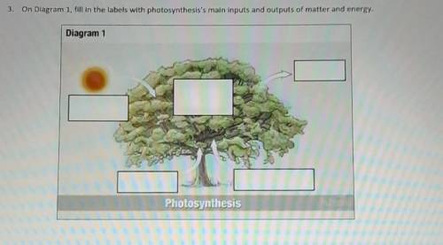 Plz help

On Diagram 1, fill in the labels with photosynthesis's main inputs and outputs of matter