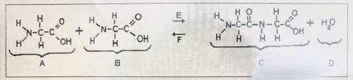 Base your answer on the chemical equation shown in the diagram below and on your knowledge of biolo
