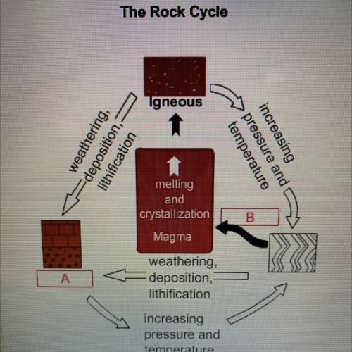 In this model of the rock cycle, A represents (1. Igneous, 2. Metamorphic, 3. Sedimentary) rock and