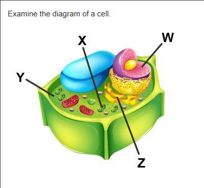 Which accurately labels the cytoplasm?