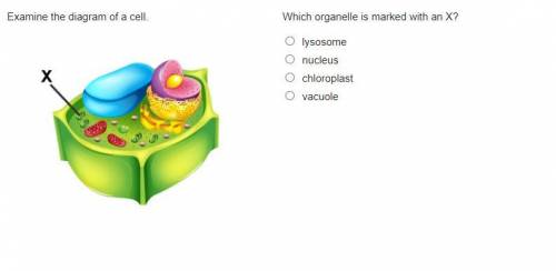 Which organelle is marked with an X?