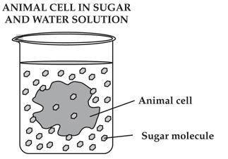 Predict what will happen to the cell in the beaker below and identify the term.

Question 16 optio