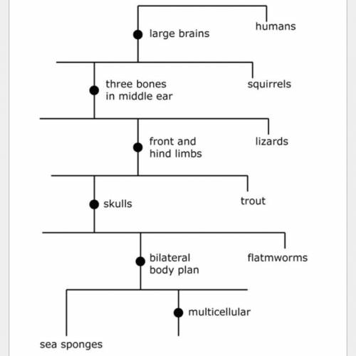 Based on the diagram, which pair of organisms are MOST CLOSELY related, and why?

A
Humans and sq