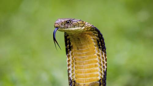 True or false? The King Cobra is the longest venomous snake in the world.