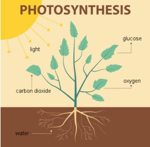Identify the compound that plants make to store as energy.