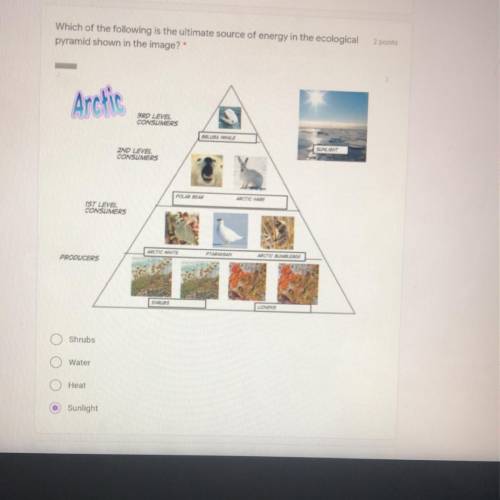 Which of the following is the ultimate source of energy in the ecological

pyramid shown in the im
