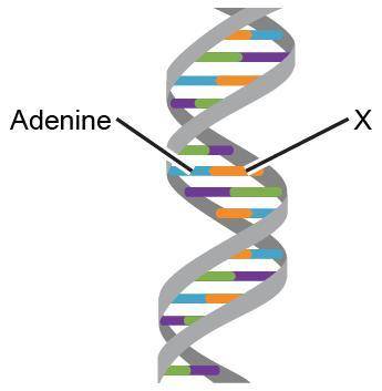 ANSWER ASAP! WILL MARK BRAINLIEST! The diagram shows a section of DNA. What is the arrow labeled X