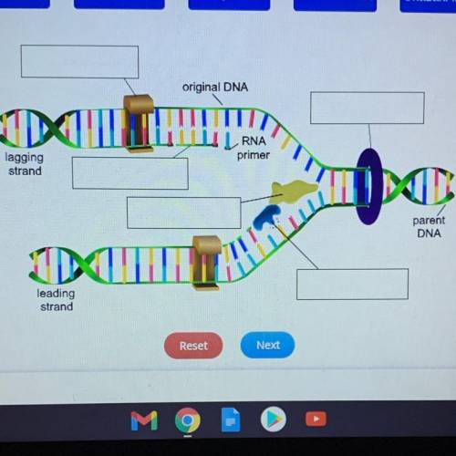The Image below shows the process of DNA replication. Identify the components of the process.

DNA