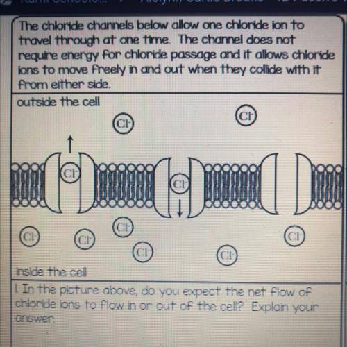 1 In the picture above, do you expect the net flow of

chloride ions to flow in or out of the cell
