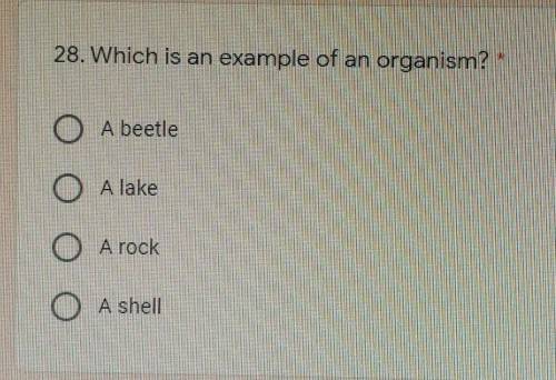 Which is an example of an organism? A. A beetleB. A lakeC. A rockD. A shell
