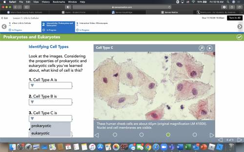Look at the images. Considering the properties of prokaryotic and eukaryotic cells you've learned a