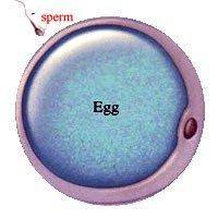 describe how when the sexual reproduction occurs genetic material from both parents is passed on an