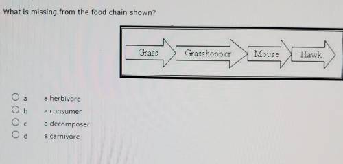 What is missing from the food chain shown?