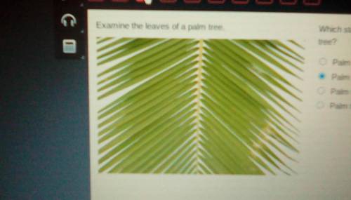 PLEASE HURRY!!!

Examine the leaves of a palm tree.Which statement most specifically describes a p