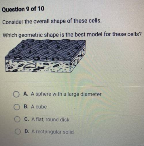Consider the overall shape of these cells.

Which geometric shape is the best model for these cell
