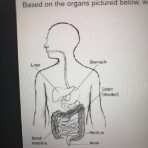 Based on the organs pictured below, which organ system is represented in this image? 1.endocrine sy