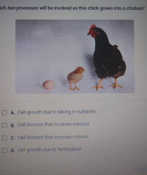 Which two processes will be involved as this chick grows to a chicken

A cell growth due to taking