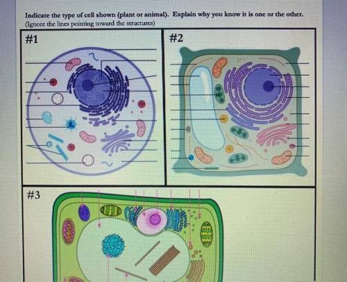 Indicate the type of cell shown (plant or animal). Explain why you know it is one or the other.

(