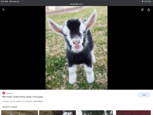 How cute is this goat