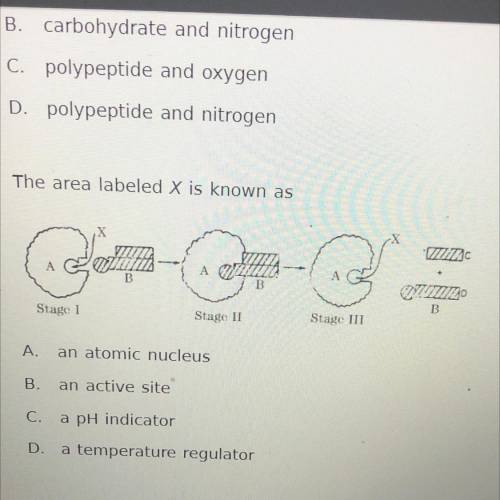The area labeled X is known as

A.
an atomic nucleus
B.
an active site
C.
a pH indicator
D.
a temp