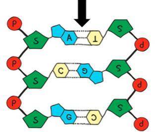 What do the dotted lines, indicated with the arrow, represent in the DNA model above?

The junctio