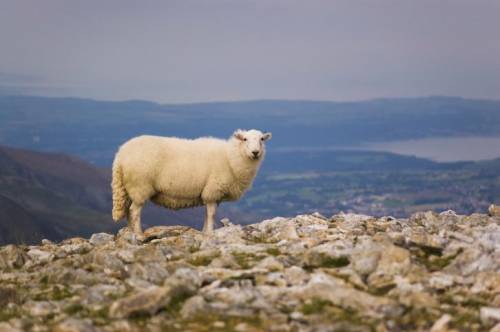 The sheep in the image below is an example of which of the following?

balanced space
positive spa