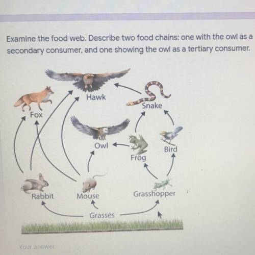 Examine the food web. Describe two food chains: one with the owl as a

secondary consumer, and one