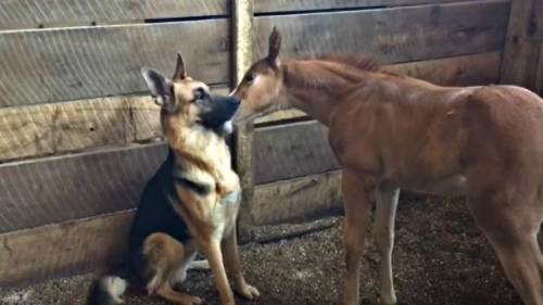 well my foal and dog just met each other lol the mother is still resting, hope they become great fr