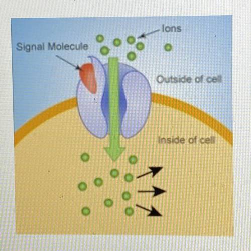 PLEASE PLEASE HELP!!! Look at the model below representing a signal transduction in a cell:

Which