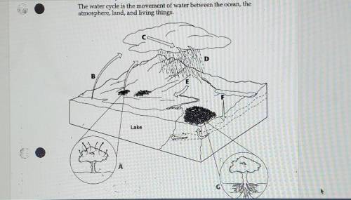The process involved in the water cycle are labeled with letters A-G in the diagram. Use the words