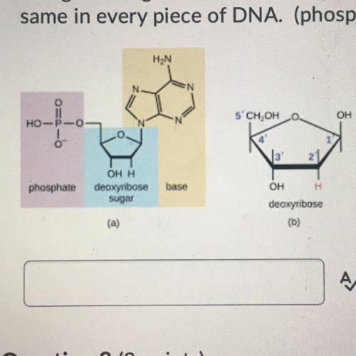 Using the diagram below, identify the ONLY portion of the nucleotide that is not the

same in ever