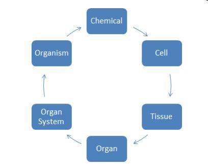 Which diagram best represents the levels of organization in the human body?

A
B
C
D