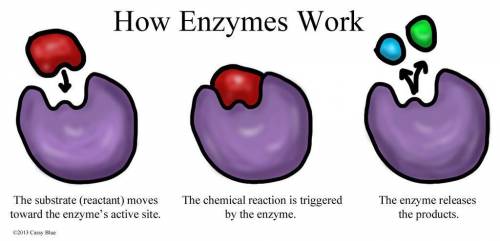 23. TRUE/FALSE: This enzyme activity is showing signs of hydrolysis.

*False would be hydration sy