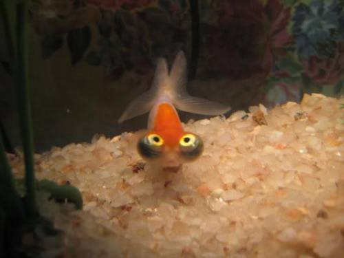 If this is not the silliest fish you've ever seen then I don't know what it.