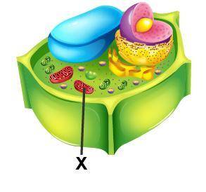 Examine the diagram of a cell.

Which organelle is marked with an X?
Golgi body
mitochondrion
nucl