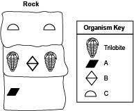 (Please help!)

The diagram below shows the layers of a rock having a trilobite:
Which statement a