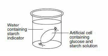 This laboratory setup would most likely be used to demonstrate

carbohydrate synthesis
active tran